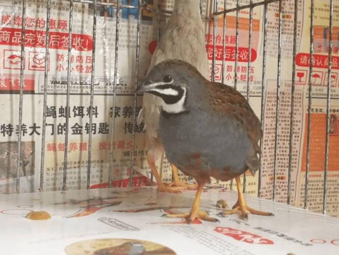 养殖凉棚_凉台养殖致富_凉台种植
