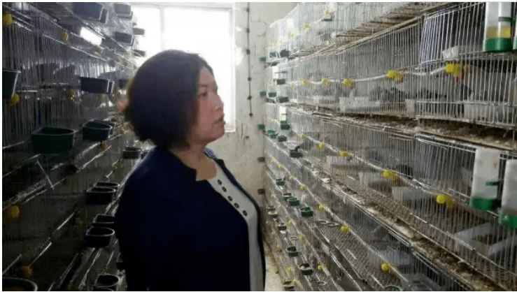 凉台养殖致富_凉台种植_养殖凉棚