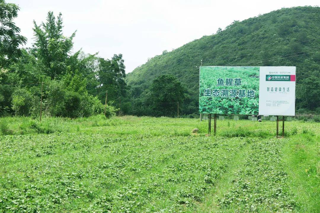 种植鱼腥草用什么肥最好_鱼腥草水上种植技术_鱼腥草水田种植技术视频