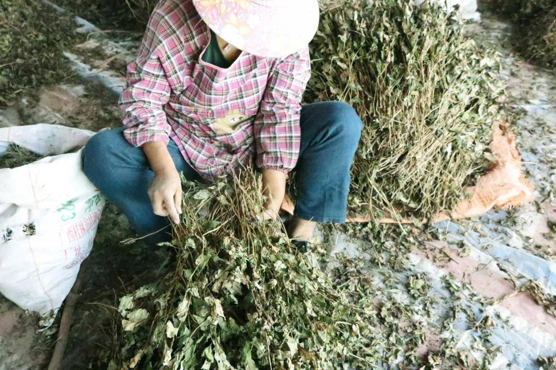 鱼腥草水上种植技术_种植鱼腥草用什么肥最好_鱼腥草水田种植技术视频
