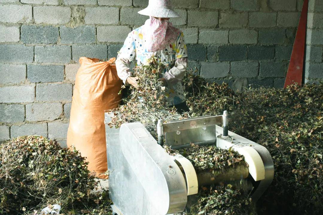 鱼腥草水上种植技术_种植鱼腥草用什么肥最好_鱼腥草水田种植技术视频