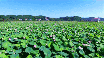 养龙虾种莲藕好还是水草好_龙虾养殖莲藕技术小结_莲藕养殖小龙虾技术
