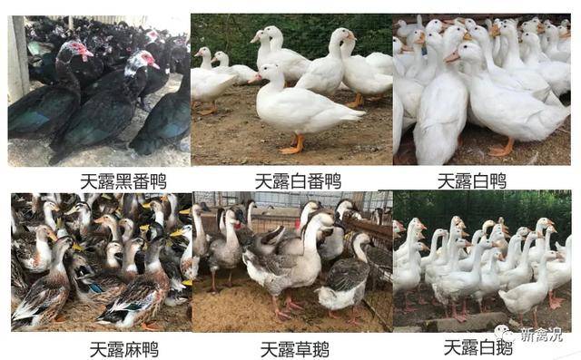 番鸭的养殖技术_优质番鸭高效养殖关键技术_番鸭养殖技术窍门
