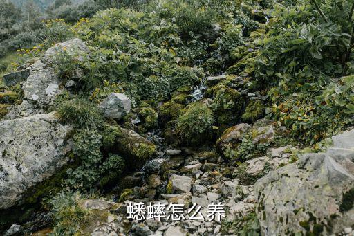 蟋蟀养殖，蟋蟀怎么养