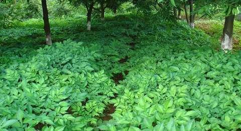 荆州种植魔芋技术培训_湖北省魔芋种植基地_荆州魔芋种植技术