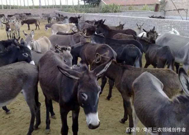 致富养殖高效项目是什么_致富养殖高效项目有哪些_高效养殖致富项目