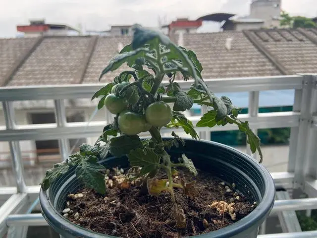盆栽小番茄的种植方法与管理：本文讲解很详细，赶快学起来