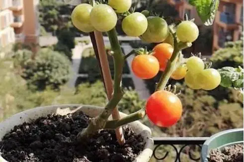 盆栽番茄种植技术视频_番茄栽培视频_番茄盆栽种植方法