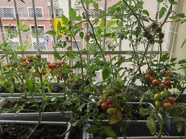 番茄盆栽种植方法_盆栽番茄种植技术视频_番茄栽培视频
