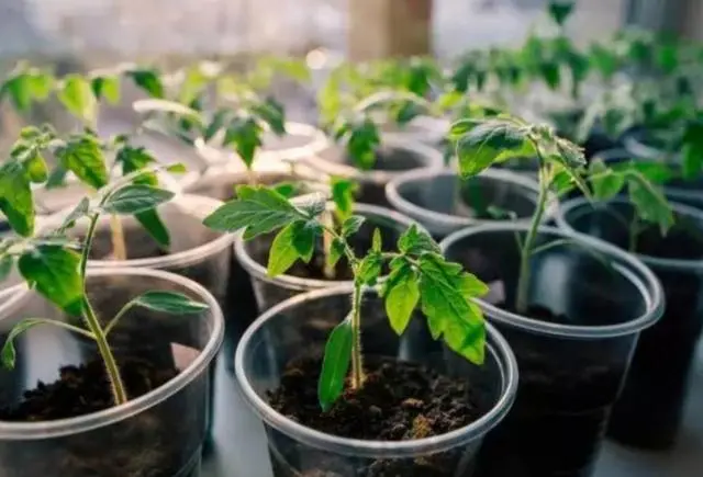 番茄盆栽种植方法_番茄栽培视频_盆栽番茄种植技术视频