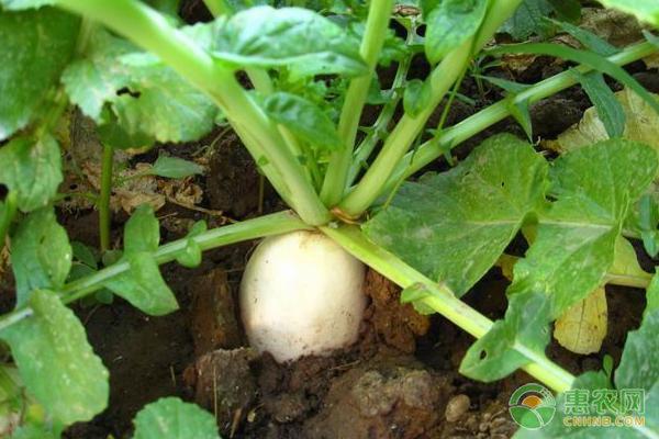 白萝卜最佳种植时间及方法