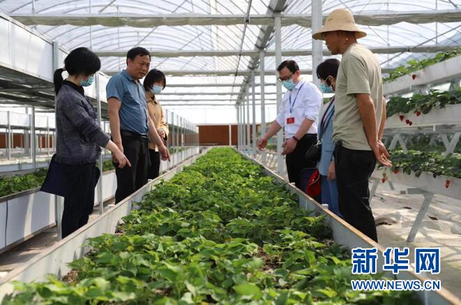 当阳这位政协委员将“作业”写在“致富草”产业上