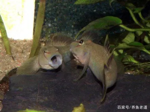 冬季鱼苗如何诱食_冬季鱼类养殖注意事项_冬天鱼苗养殖技术