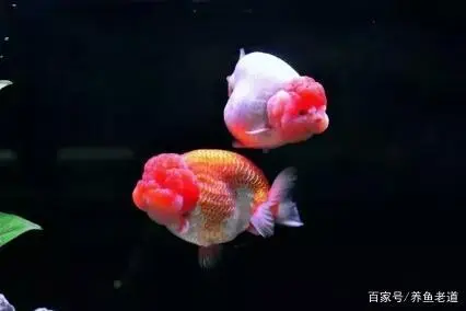 冬季鱼苗如何诱食_冬季鱼类养殖注意事项_冬天鱼苗养殖技术