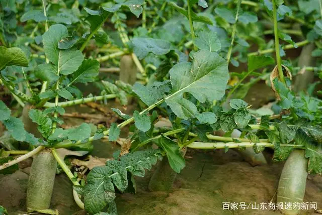 肥田萝卜种植技术_萝卜的种植技术_萝卜种植技术及管理视频
