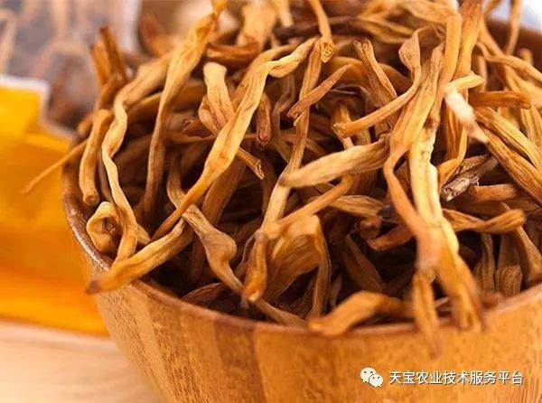 东北种植丹参方法技术要点_东北种植丹参方法技术视频_丹参东北种植技术方法