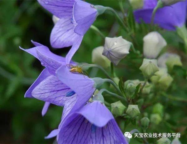 丹参东北种植技术方法_东北种植丹参方法技术视频_东北种植丹参方法技术要点
