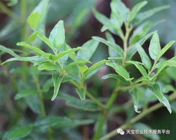 东北种植丹参方法技术要点_东北种植丹参方法技术视频_丹参东北种植技术方法