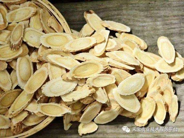 丹参东北种植技术方法_东北种植丹参方法技术要点_东北种植丹参方法技术视频