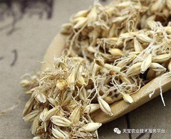丹参东北种植技术方法_东北种植丹参方法技术要点_东北种植丹参方法技术视频