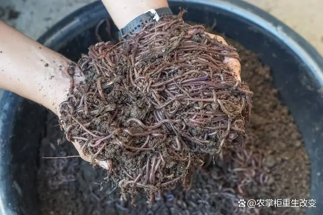 养殖蚯蚓技术高吗_蚯蚓的养殖技术_养殖蚯蚓技术了视频