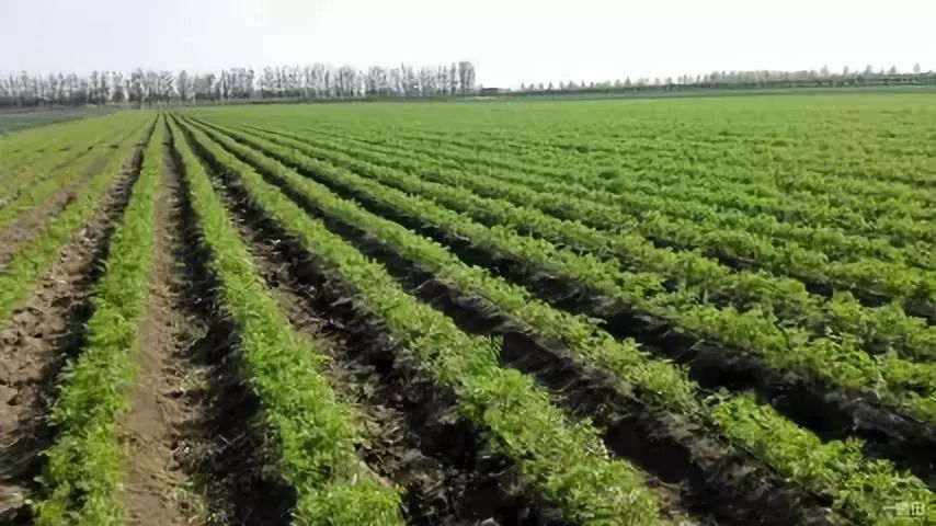 种植红萝卜技术_红萝卜种植视频_种红萝卜怎样种