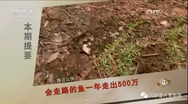 台湾泥鳅养殖成本和经济效益_台湾泥鳅养殖视频播放_台湾泥鳅 致富经