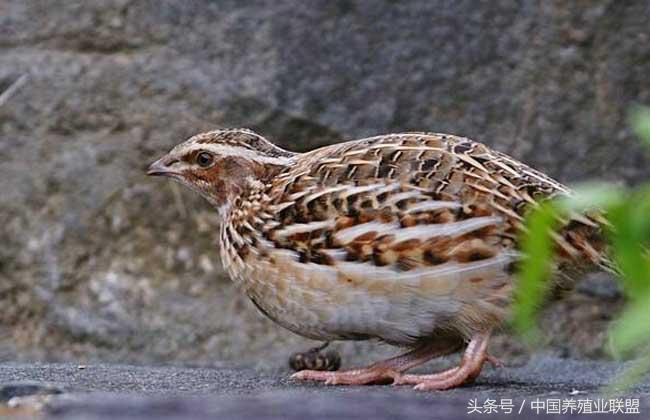 养殖野兔子之骗局_致富经cctv7野兔养殖_致富经野兔养殖视频