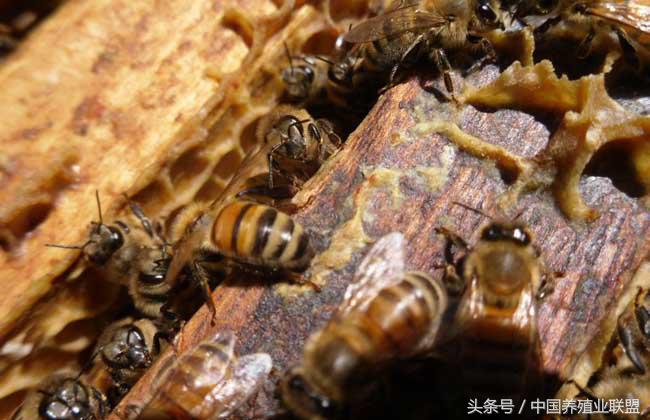 致富经cctv7野兔养殖_养殖野兔子之骗局_致富经野兔养殖视频