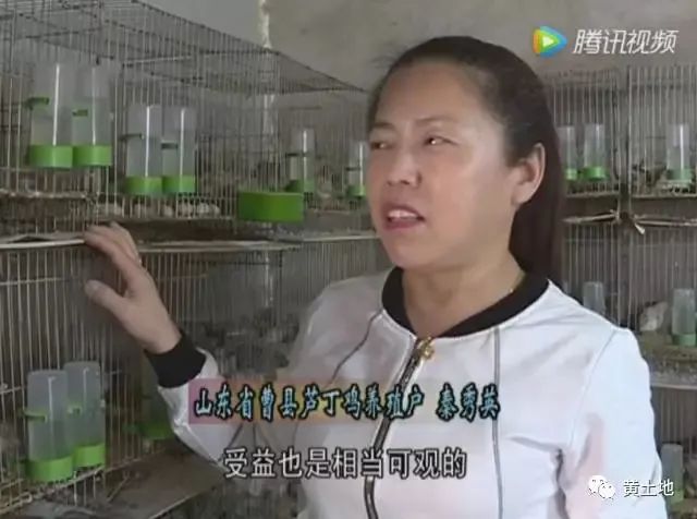 养桂花雀真的能赚钱吗_最新桂花雀鸟养殖视频_桂花雀养殖致富