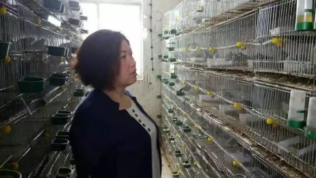 养桂花雀真的能赚钱吗_最新桂花雀鸟养殖视频_桂花雀养殖致富
