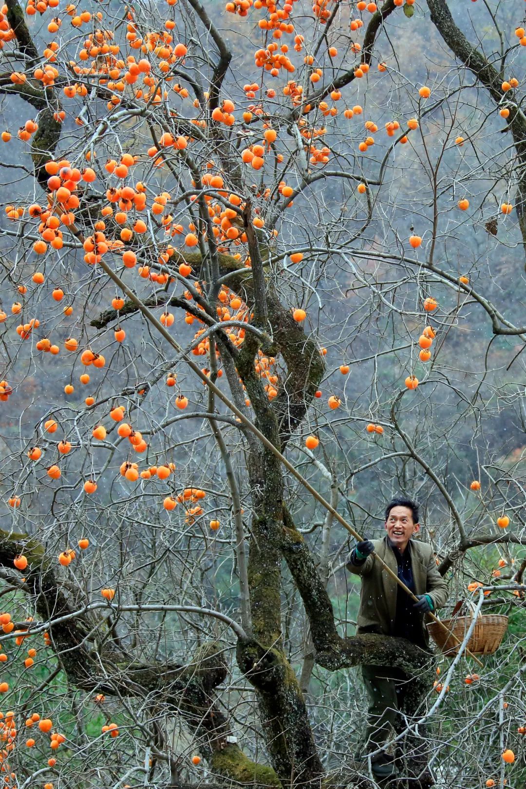 洋柿子多少钱一斤_洋柿子种植方法_种植洋柿子致富