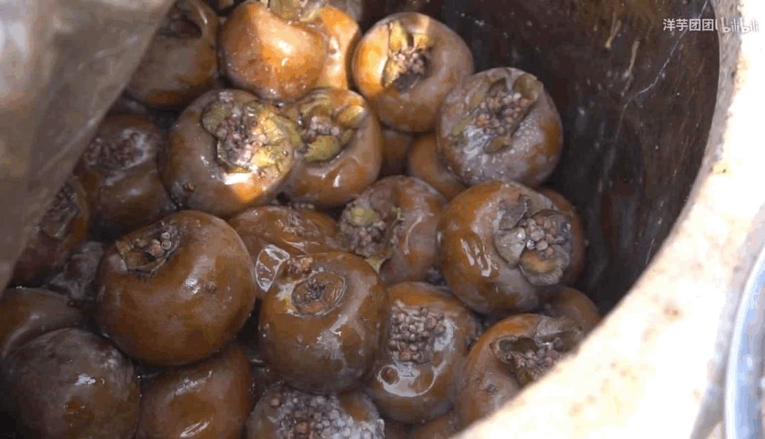 种植洋柿子致富_洋柿子多少钱一斤_洋柿子种植方法