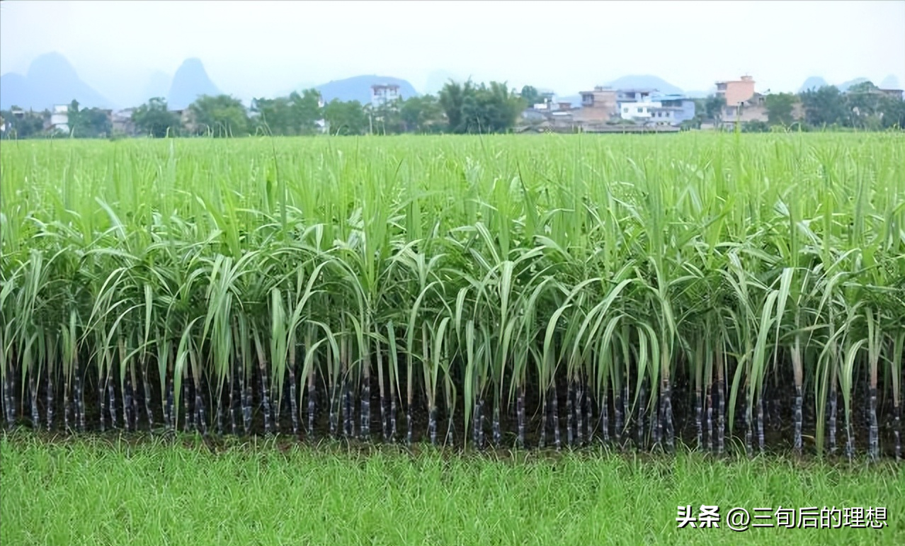 黄皮甘蔗种植管理技术_甘蔗种植管理技术_甘蔗种植管理技术与管理