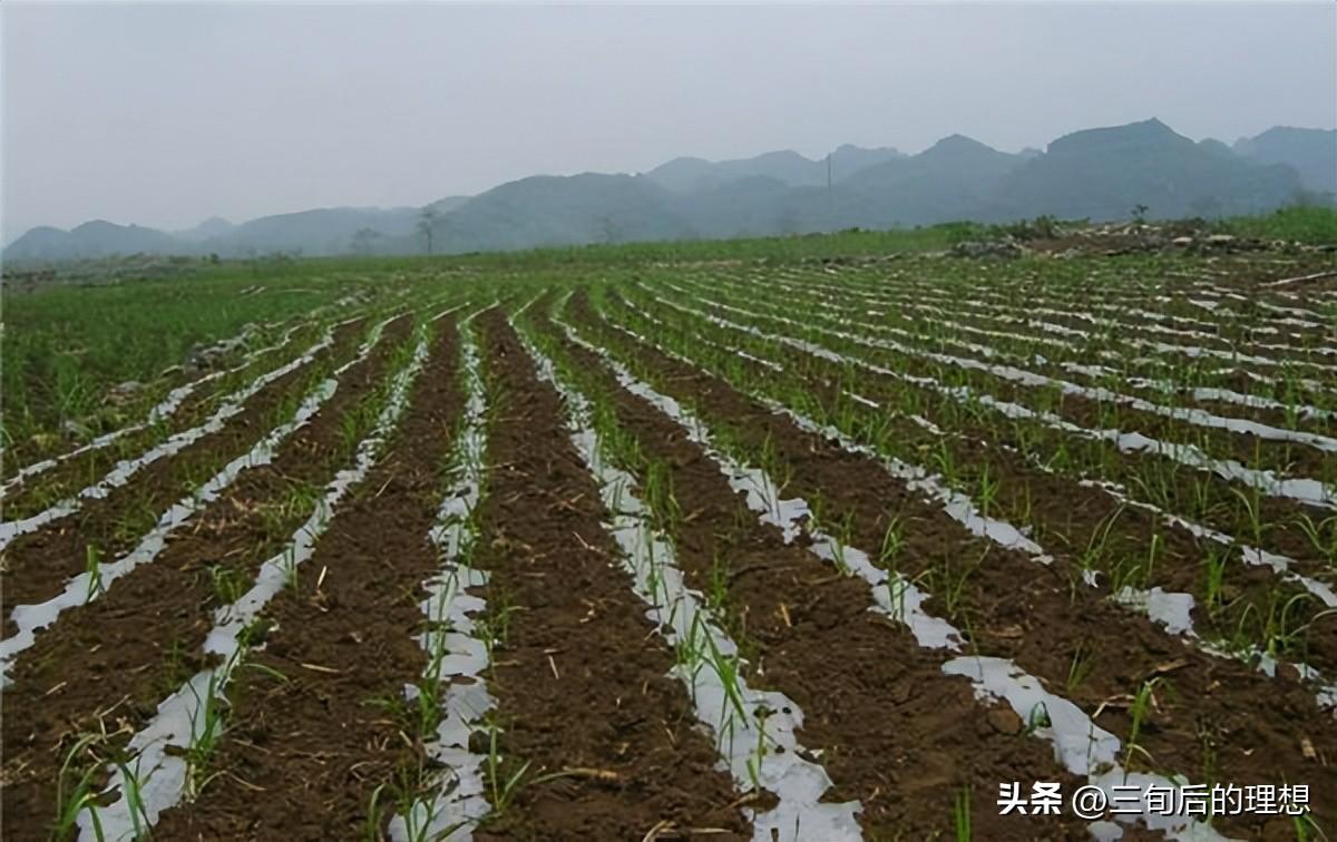 黄皮甘蔗种植管理技术_甘蔗种植管理技术与管理_甘蔗种植管理技术