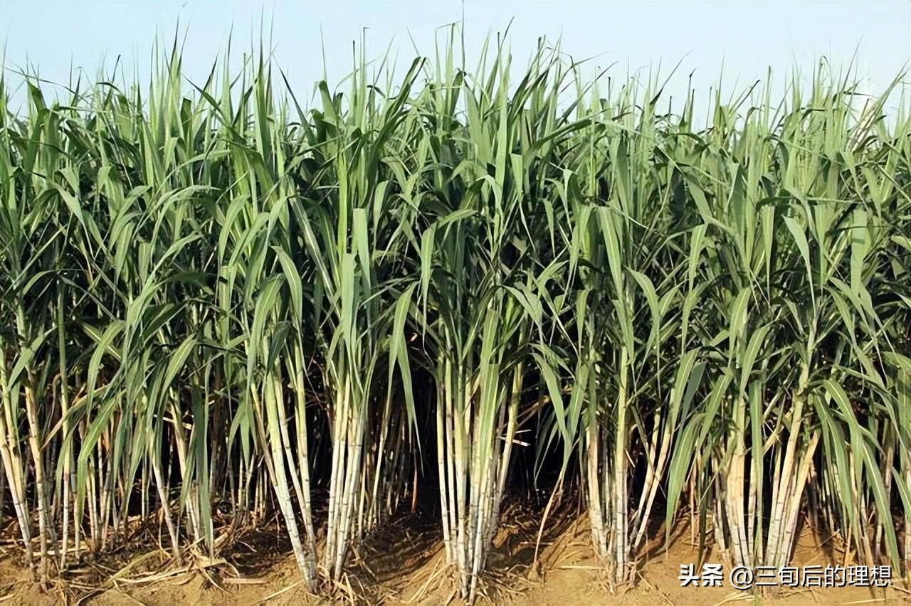 黄皮甘蔗种植管理技术_甘蔗种植管理技术与管理_甘蔗种植管理技术