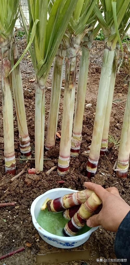甘蔗种植管理技术与管理_甘蔗种植管理技术_黄皮甘蔗种植管理技术