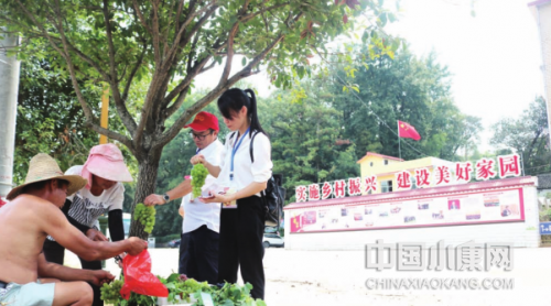 洋柿子苗_种植洋柿子致富_农村的洋柿子鲜嫩多汁