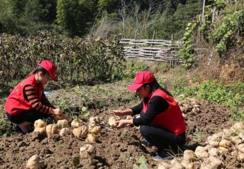 豆薯种子的作用与功效_豆薯栽培技术_豆薯种植技术