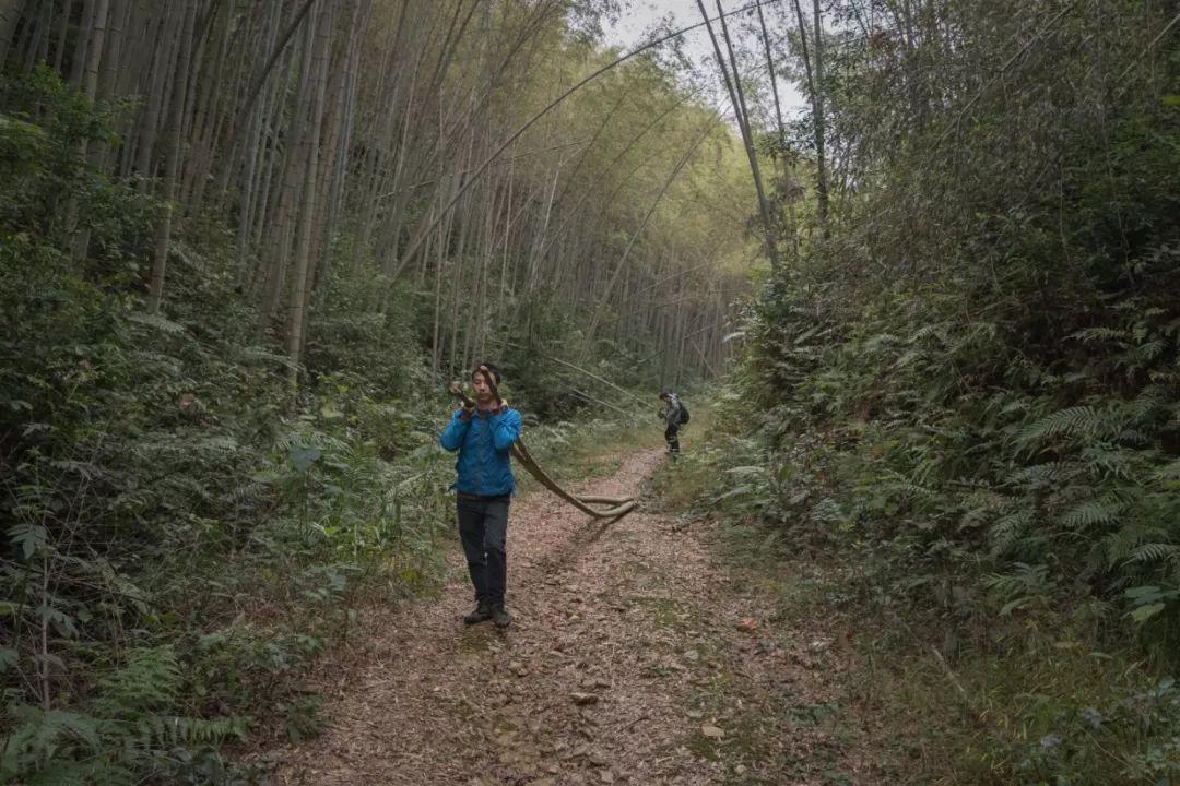 看致富经养竹鼠视频_致富经竹鼠养殖视频_竹鼠养殖骗局