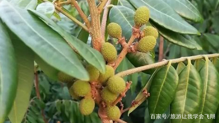 四季龙眼种植技术_四季龙眼种植视频_四季种植龙眼技术与管理