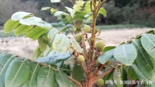 四季龙眼种植技术_四季种植龙眼技术与管理_四季龙眼种植视频