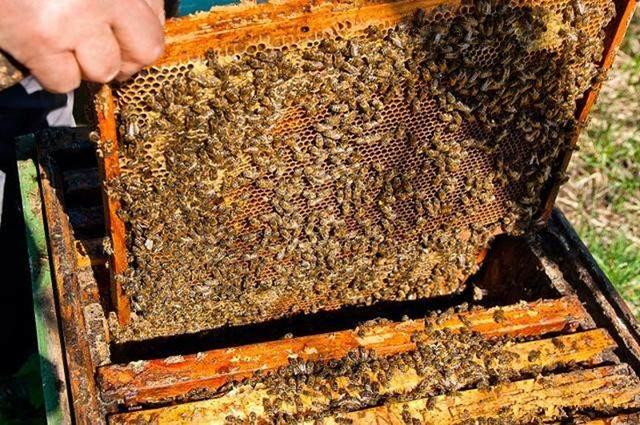 养殖致富项目一_致富养殖投资项目介绍_投资60万养殖致富项目