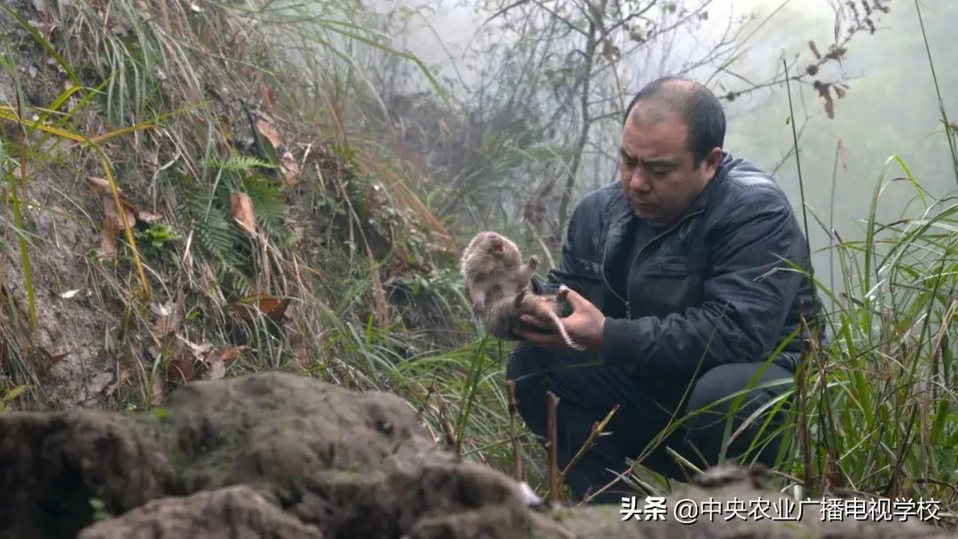 竹鼠养殖骗局_看致富经养竹鼠视频_生财有道竹鼠养殖视频