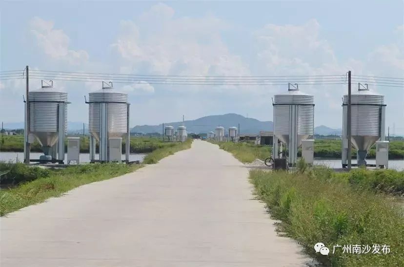 广东佛山草鱼今日价_佛山草鱼批发价格多少一斤_致富经佛山草鱼