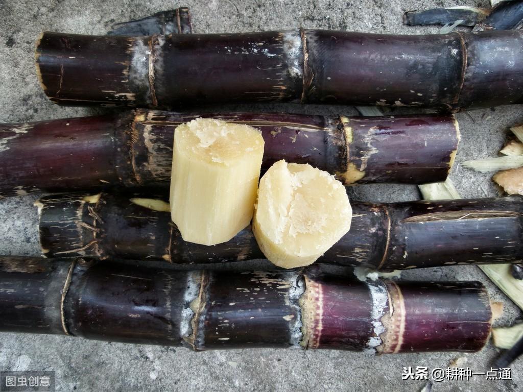 甘蔗种植管理技术规程_甘蔗种植管理技术_甘蔗的种植和管理