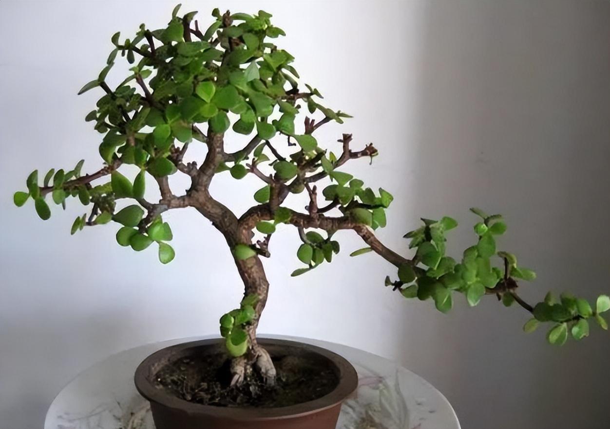 室内种植致富的_室内种植商机_室内种植致富项目