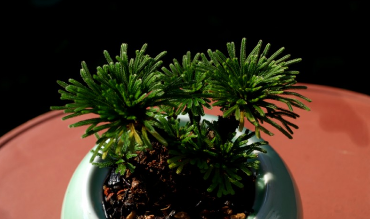 室内种植致富项目_室内种植致富的_室内种植商机