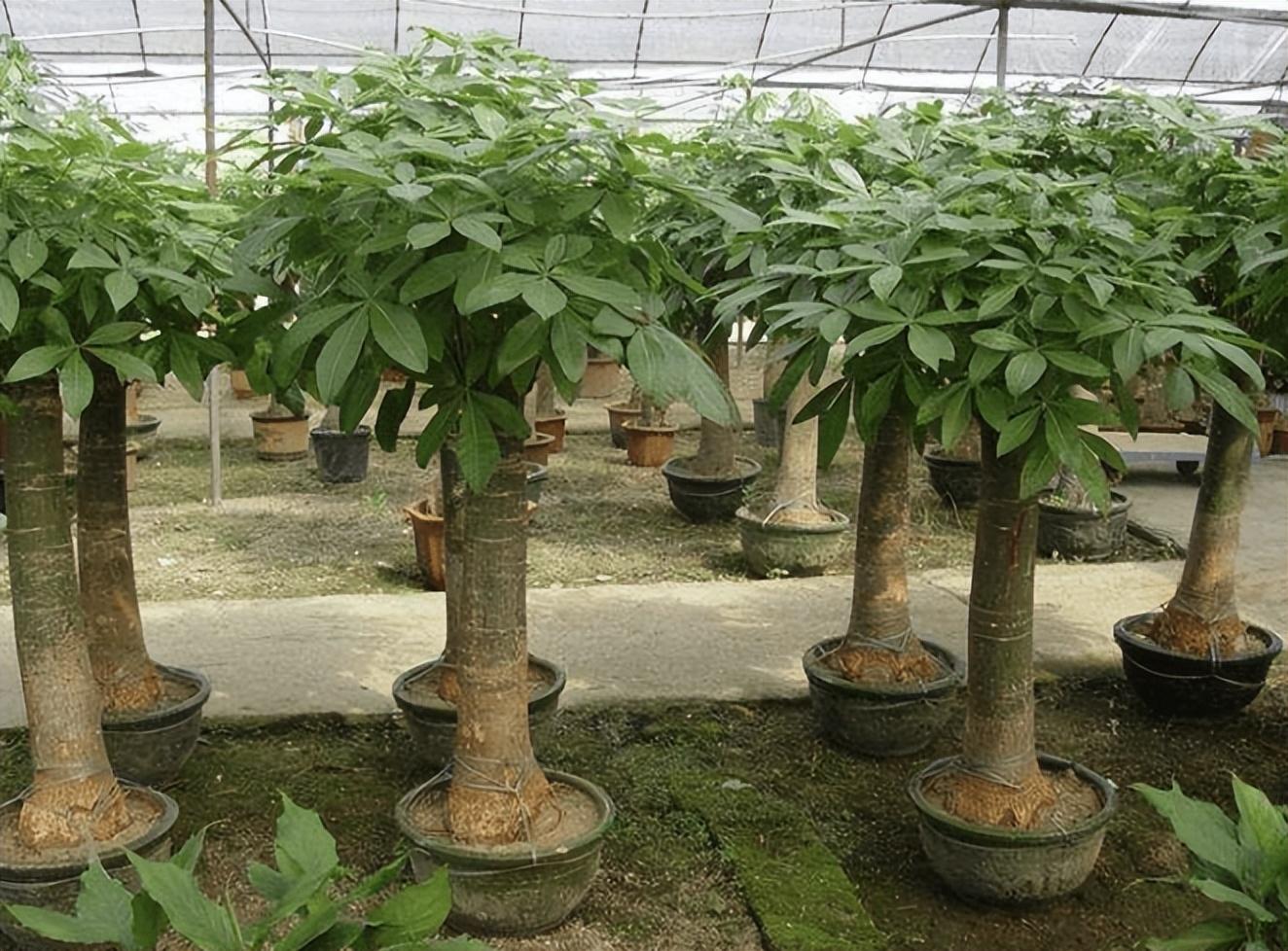 室内种植致富项目_室内种植商机_室内种植致富的