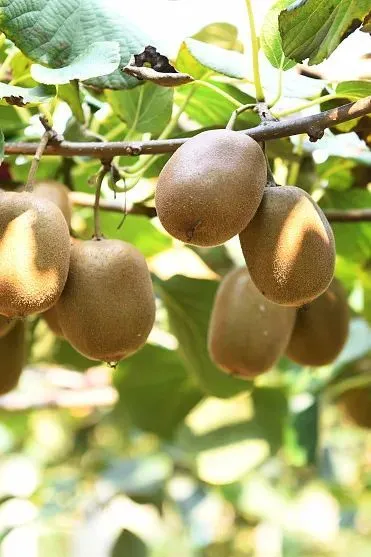 种植洋柿子致富_农村的洋柿子鲜嫩多汁_洋柿子种植方法